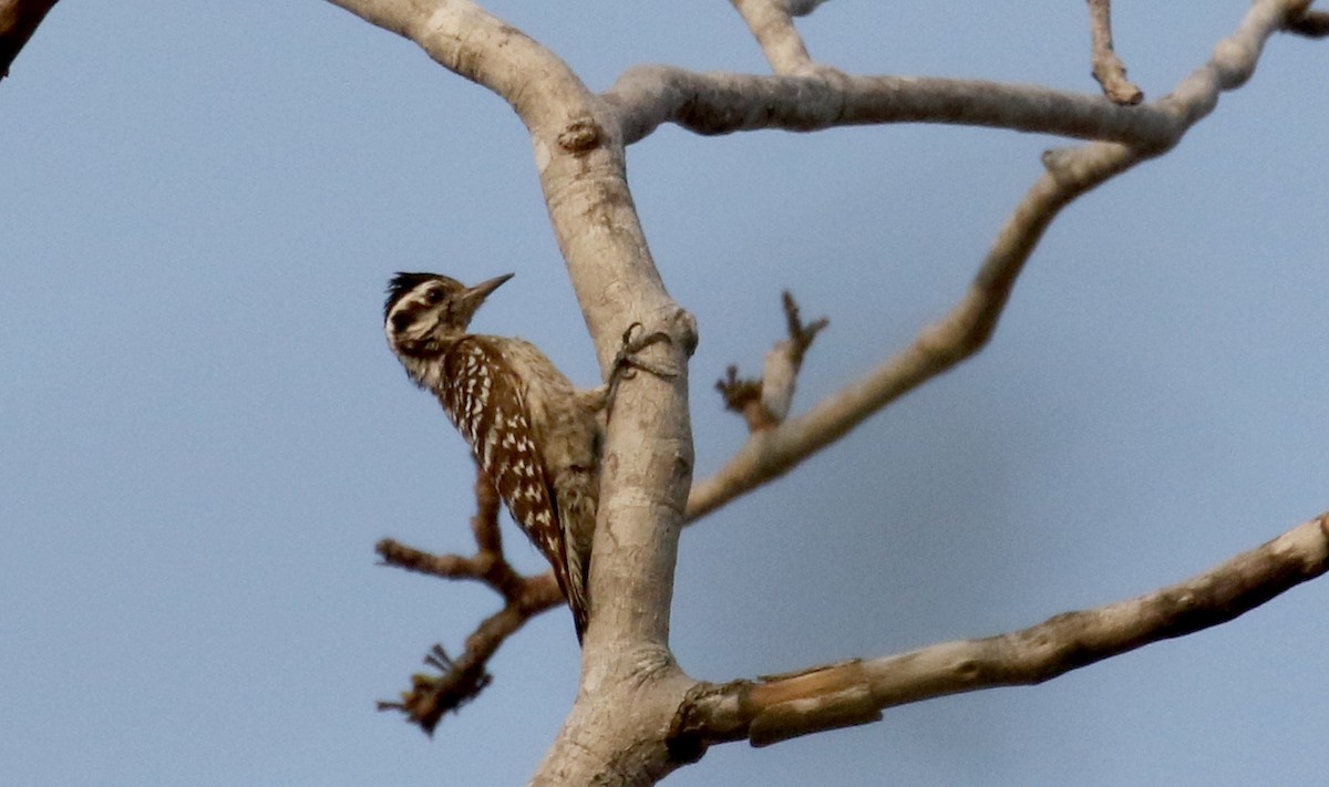 Ladder-backed Woodpecker - ML177099321