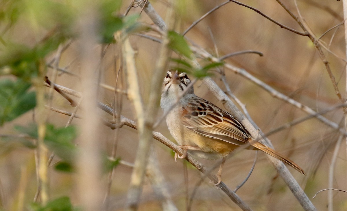 Cinnamon-tailed Sparrow - ML177099501