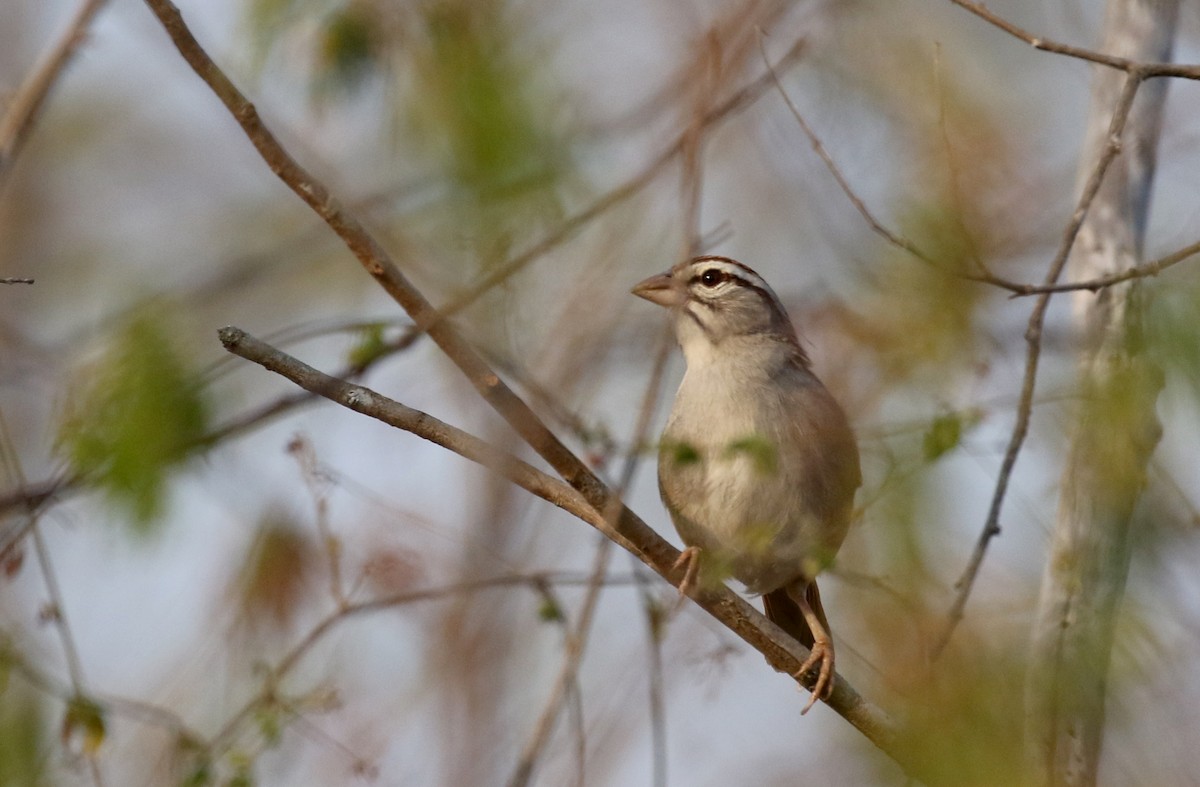 Cinnamon-tailed Sparrow - ML177099511