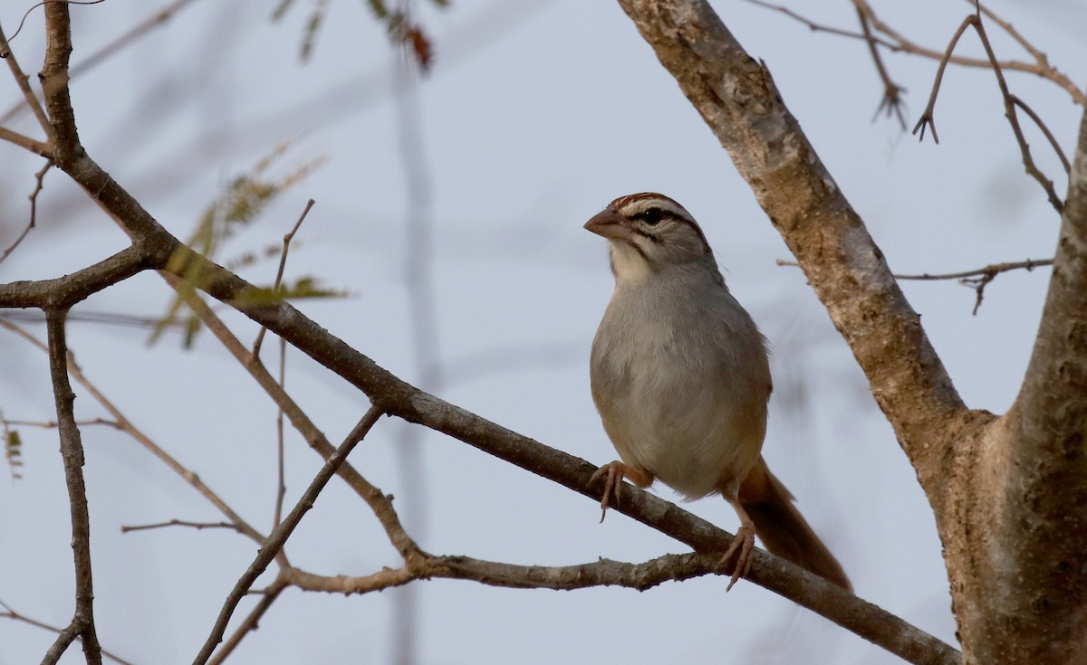 Cinnamon-tailed Sparrow - ML177099571