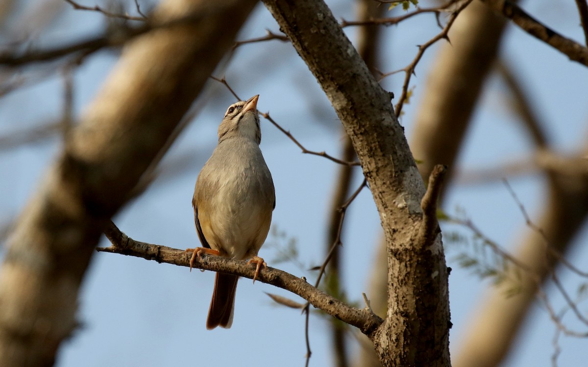 Cinnamon-tailed Sparrow - ML177099771