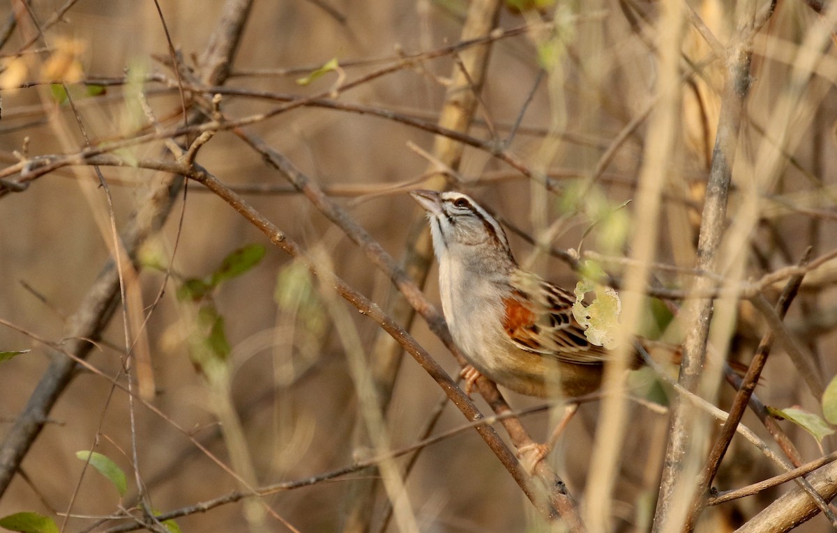 Cinnamon-tailed Sparrow - ML177099851