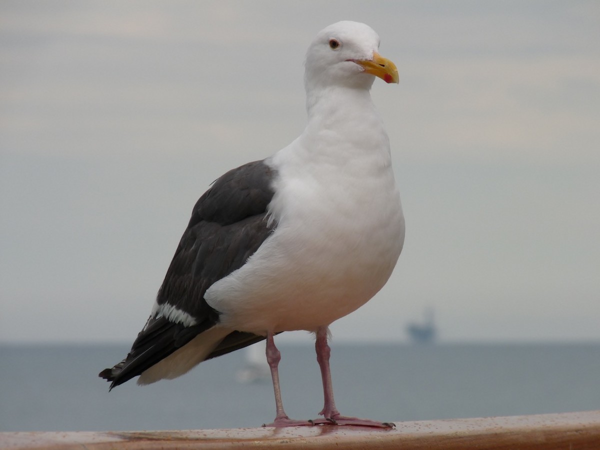 Western Gull - John Trent