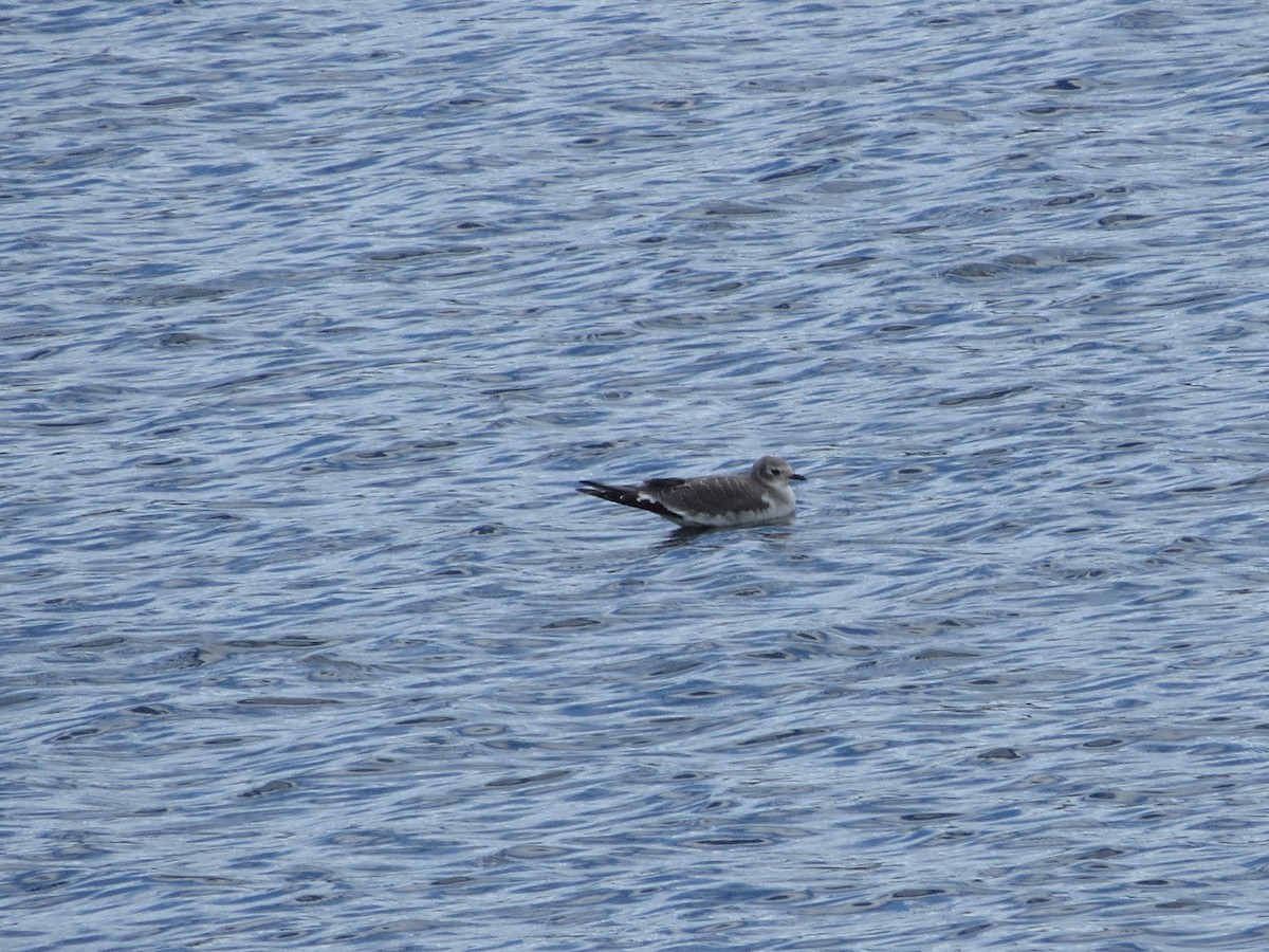 Sabine's Gull - deidre asbjorn