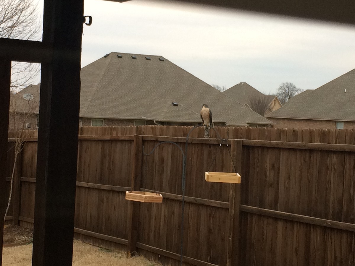 Sharp-shinned Hawk - ML177100751