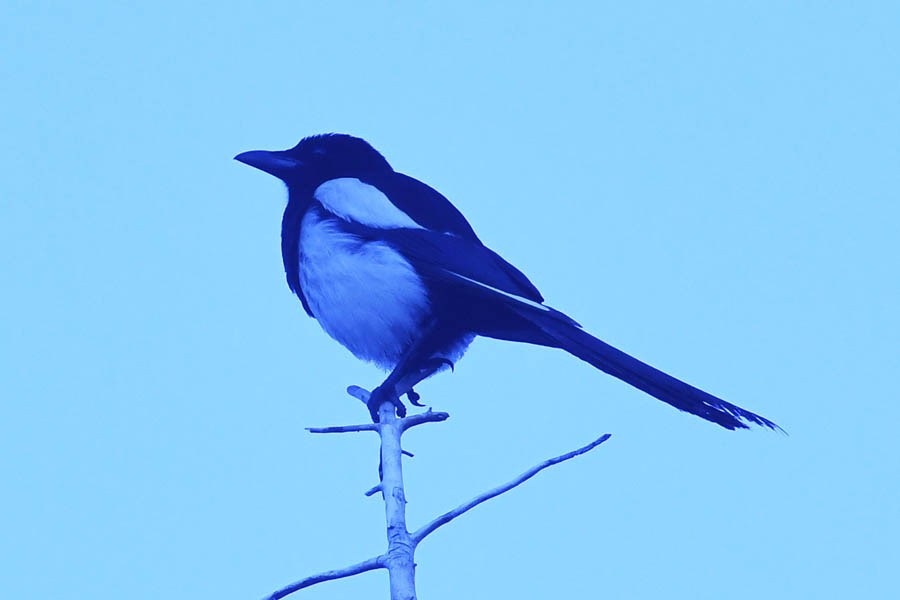 Black-billed Magpie - Troy Hibbitts