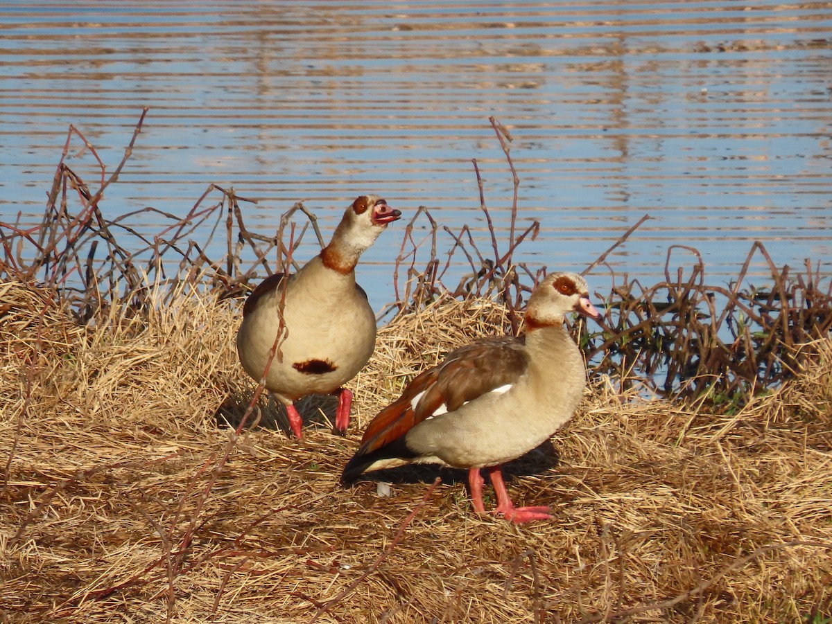 Egyptian Goose - ML177102331