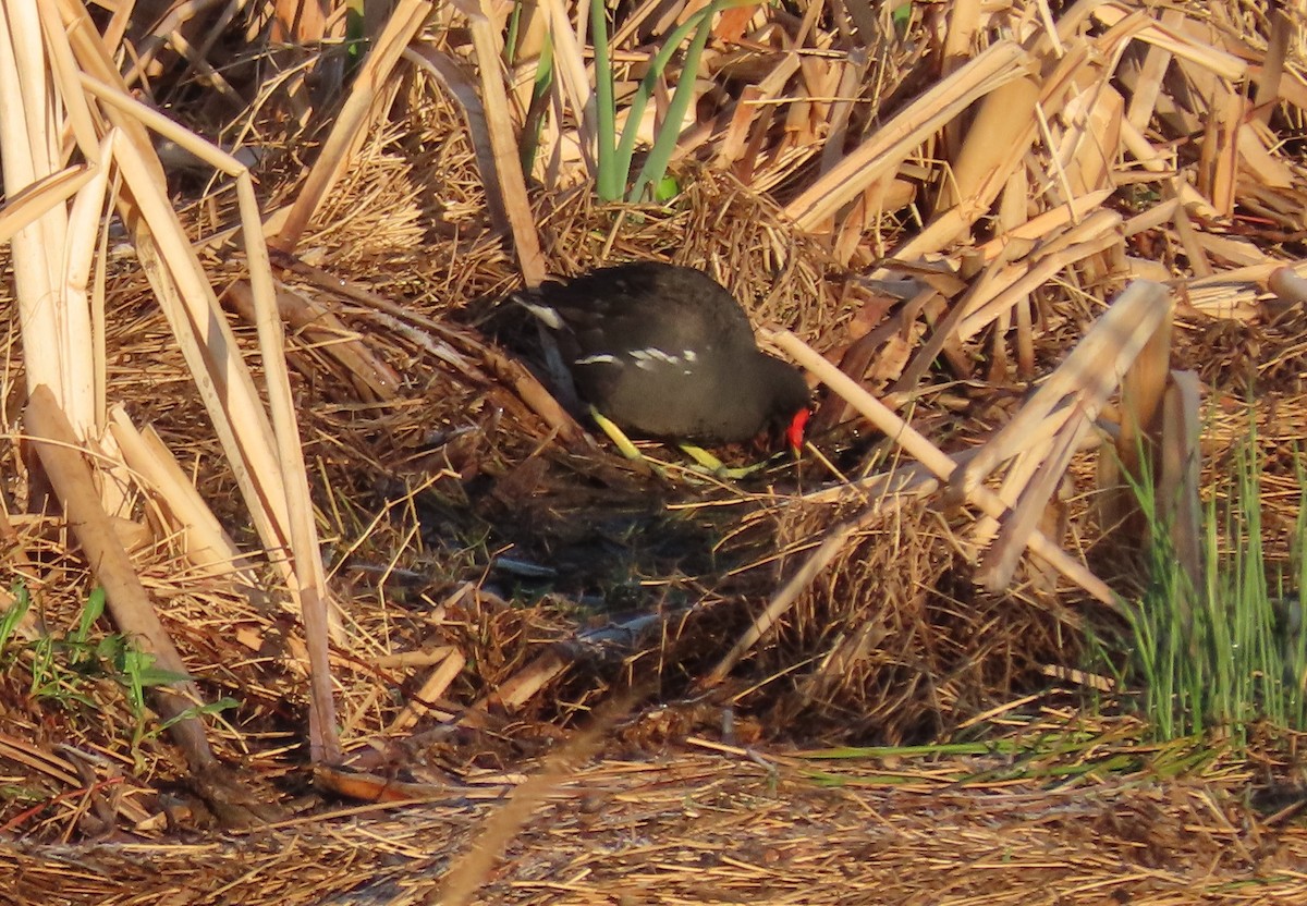 Eurasian Moorhen - ML177103081