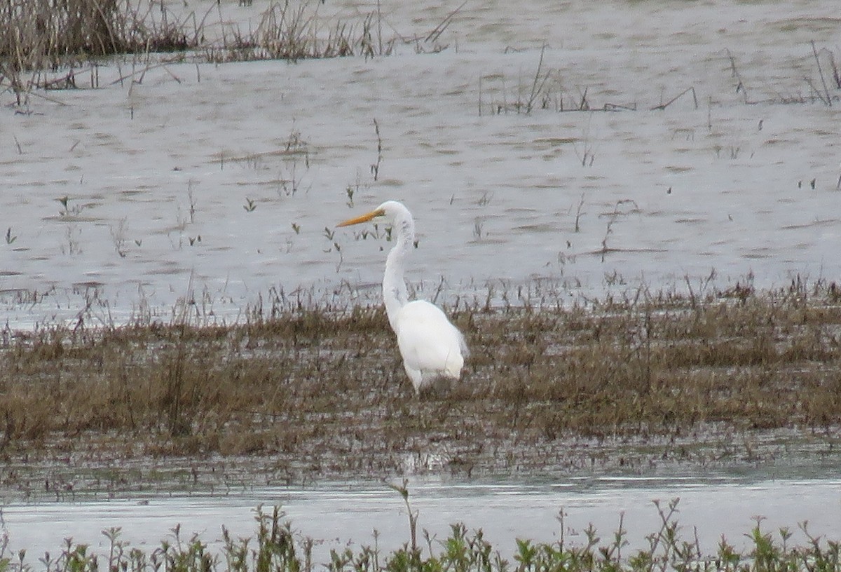 Great Egret - ML177103691