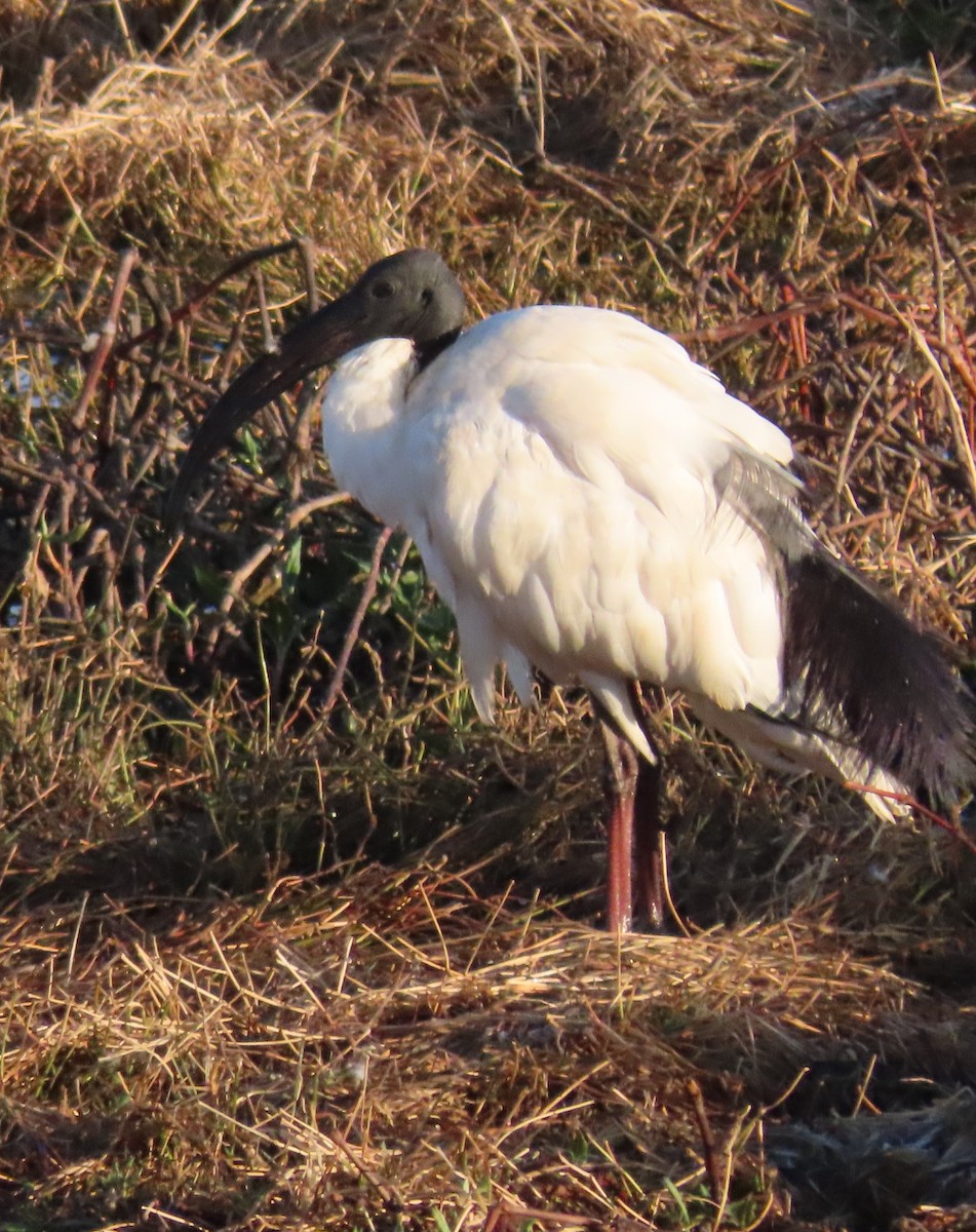 African Sacred Ibis - Nancy Miller