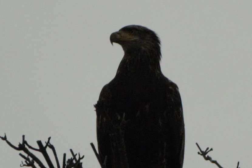 Bald Eagle - Joel Tilley