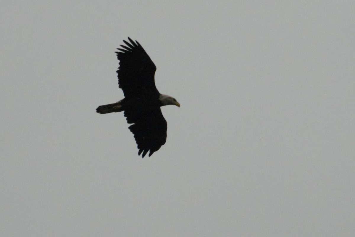 Bald Eagle - ML177104271