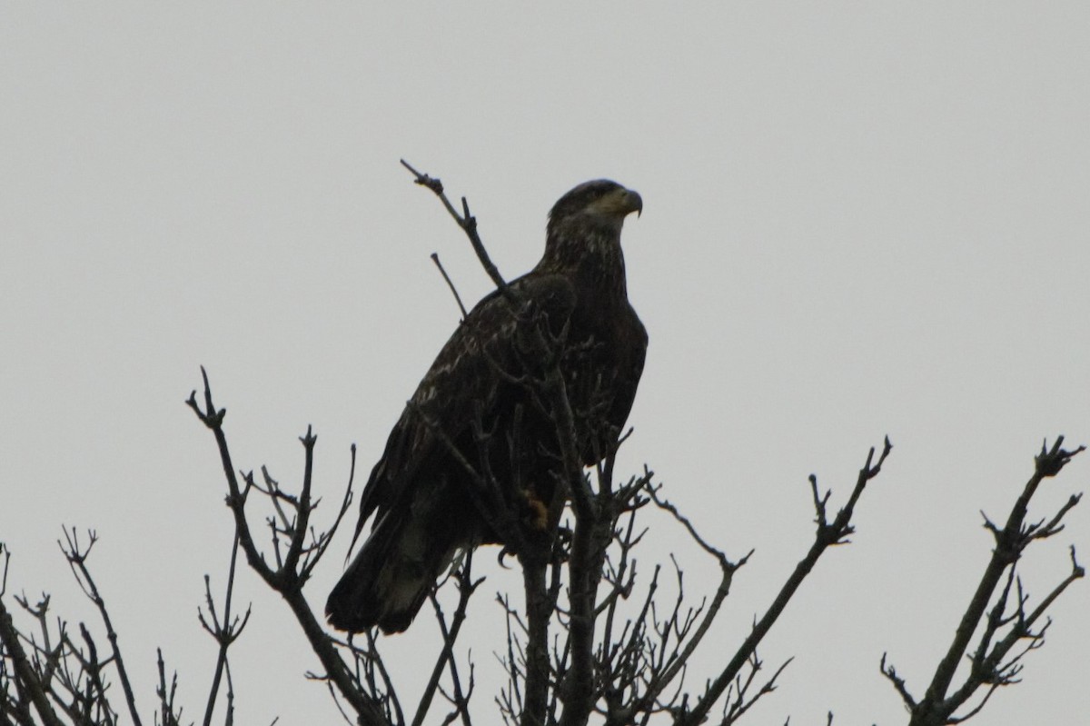 Bald Eagle - ML177104281