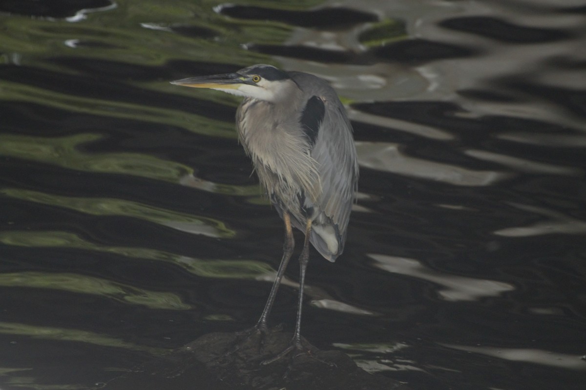 Great Blue Heron - ML177104791