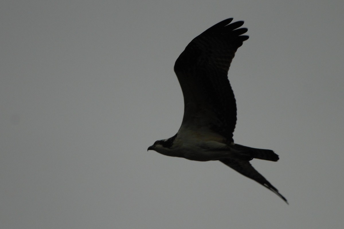 Balbuzard pêcheur - ML177105781