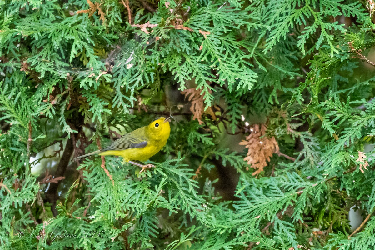 Wilson's Warbler - ML177106381