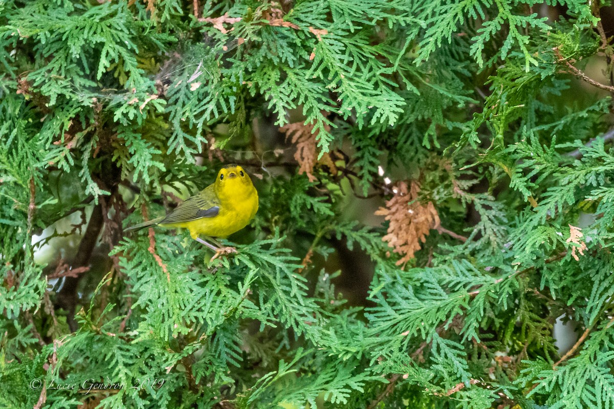 Wilson's Warbler - ML177106411