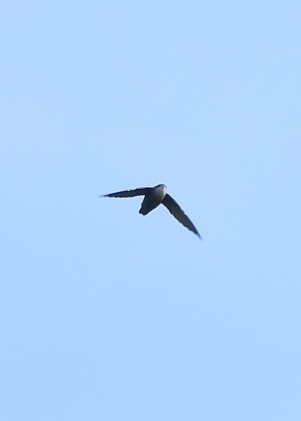 Chimney Swift - ML177106871