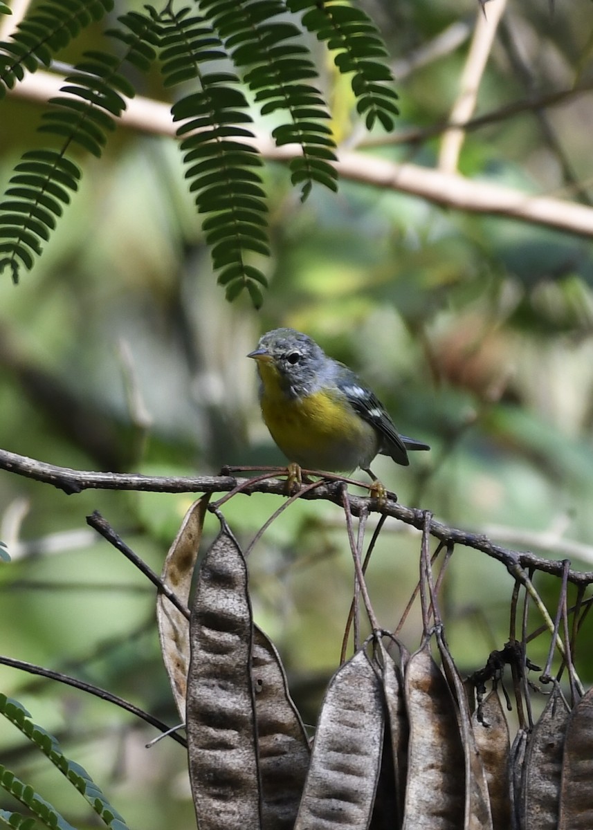 Parula Norteña - ML177107741