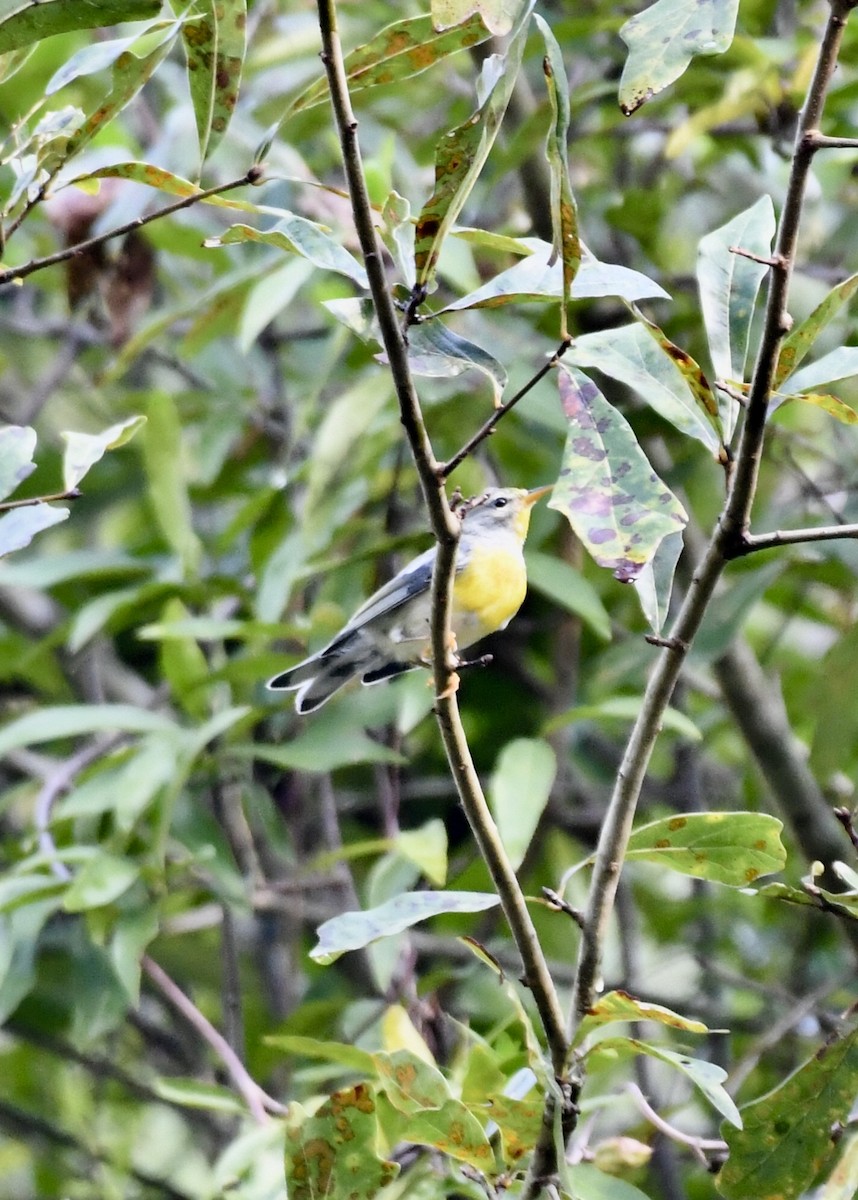 Kuzeyli Parula - ML177107751