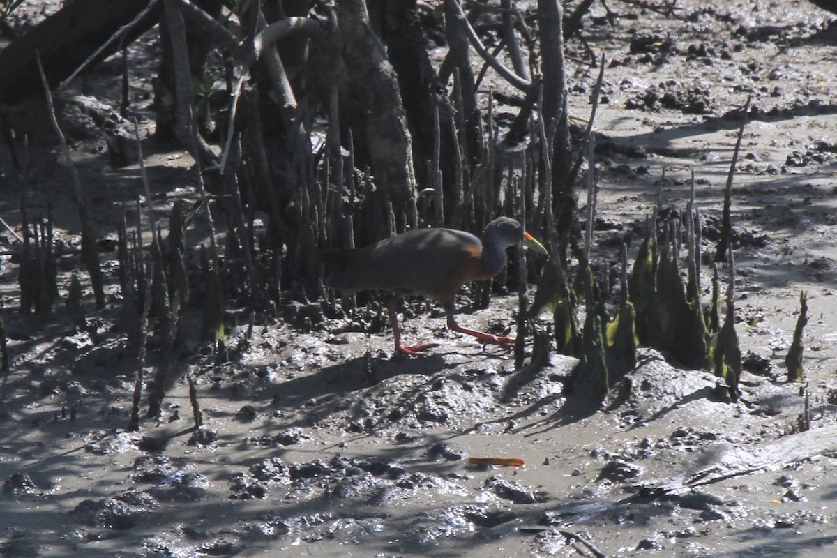 Cotara de Manglar - ML177108731