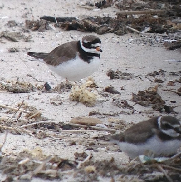 Common Ringed Plover - ML177109221