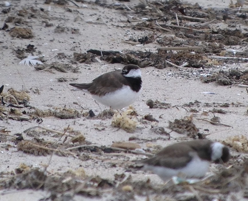 Common Ringed Plover - ML177109241