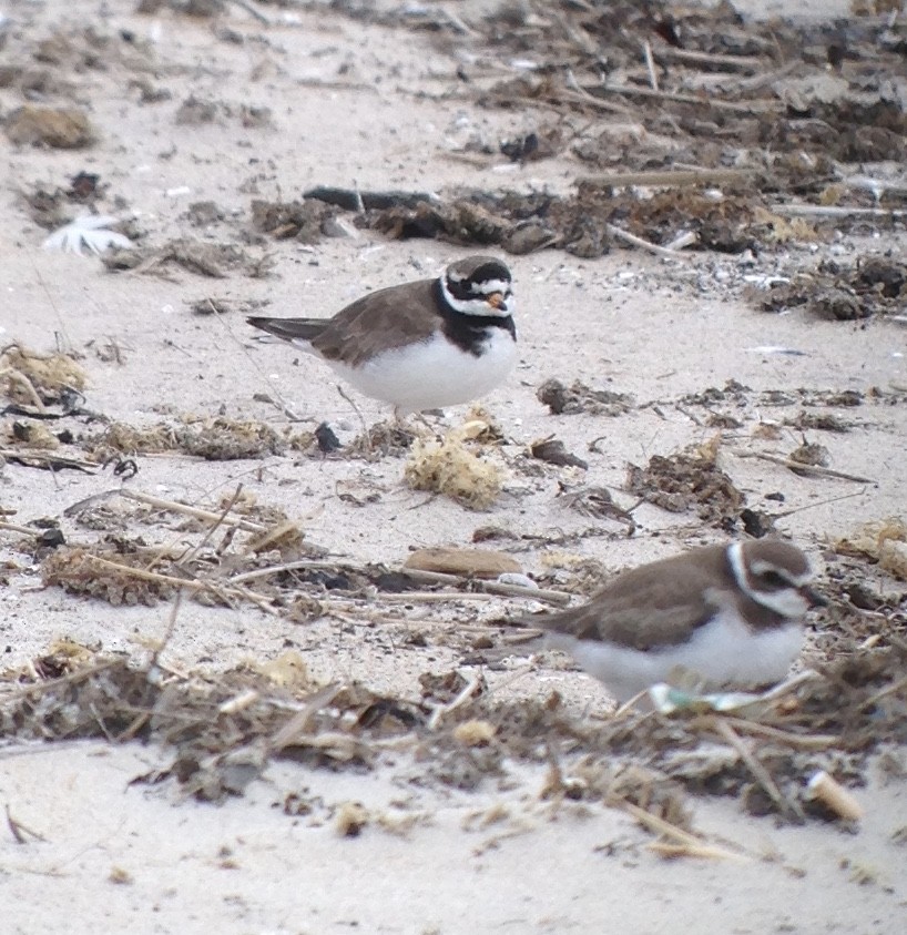 Common Ringed Plover - ML177109251