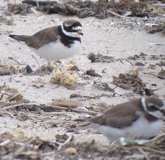 Common Ringed Plover - ML177109261