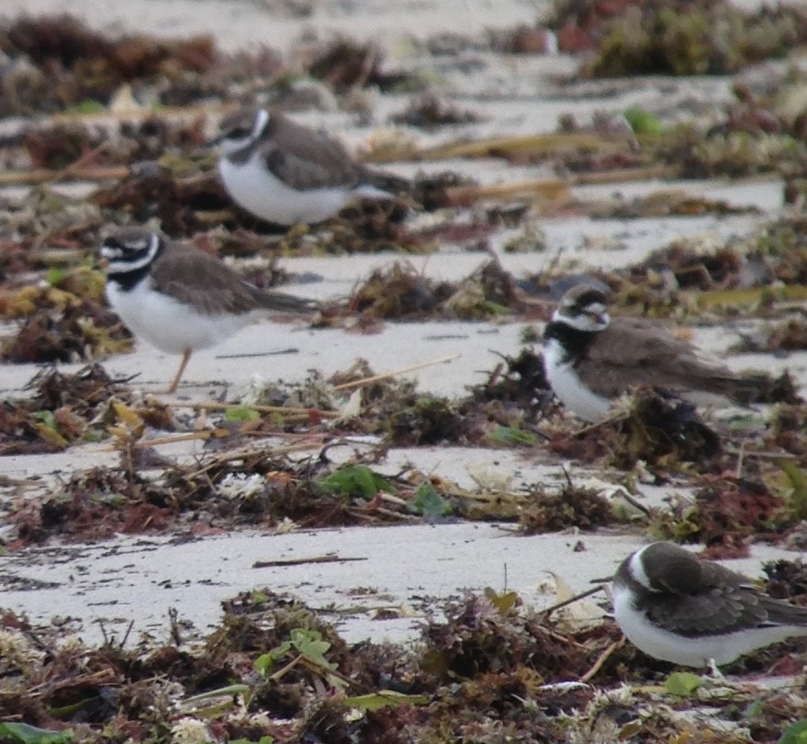 Common Ringed Plover - ML177109281
