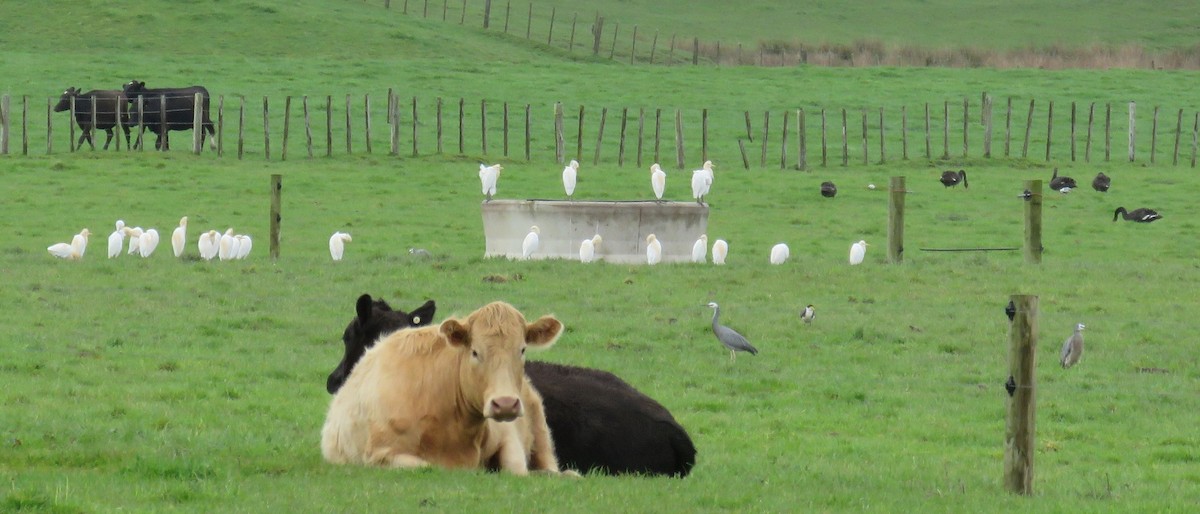 Eastern Cattle Egret - ML177110161