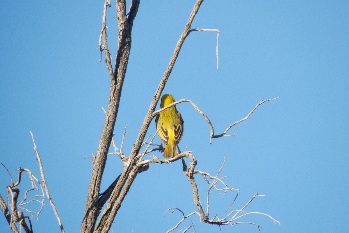 Southern Masked-Weaver - ML177111071