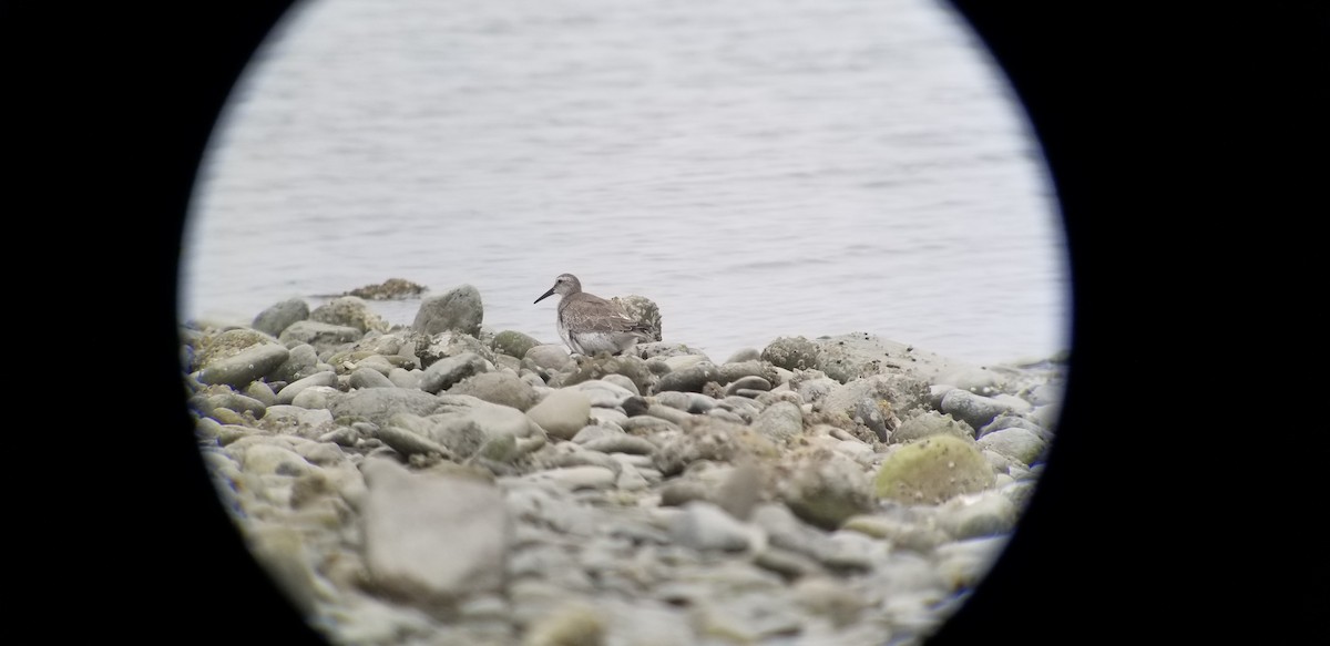 Red Knot - ML177112321