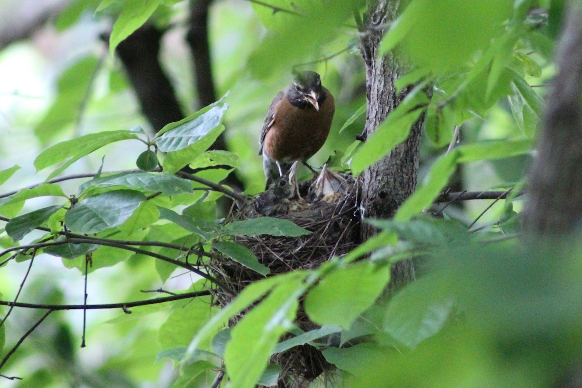 American Robin - ML177112421