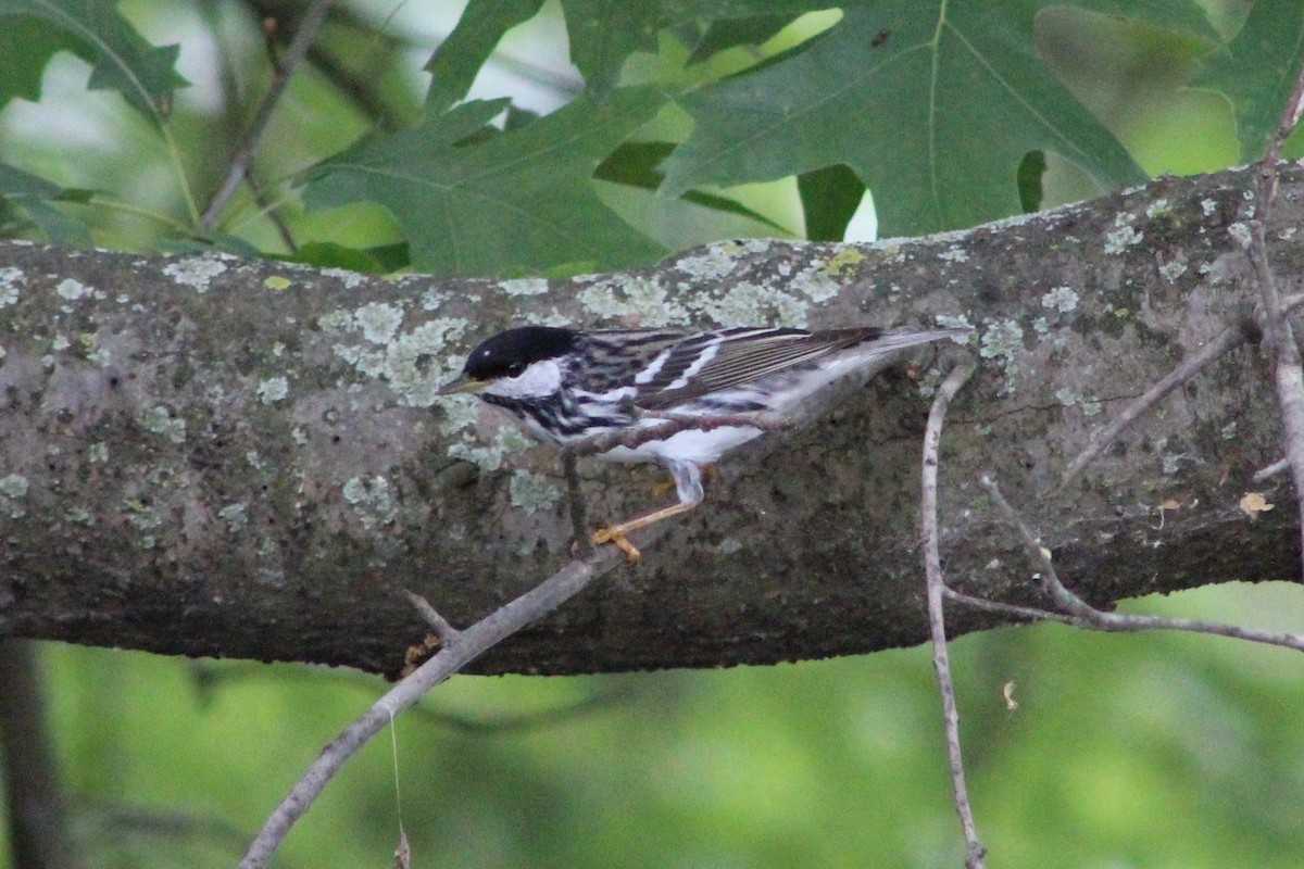 Blackpoll Warbler - ML177112851