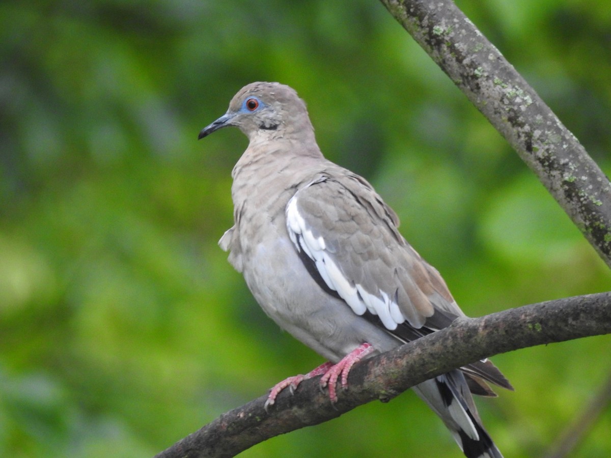 White-winged Dove - ML177114461