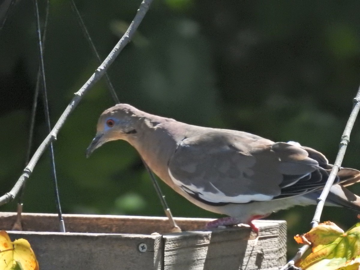 White-winged Dove - Bonnie West