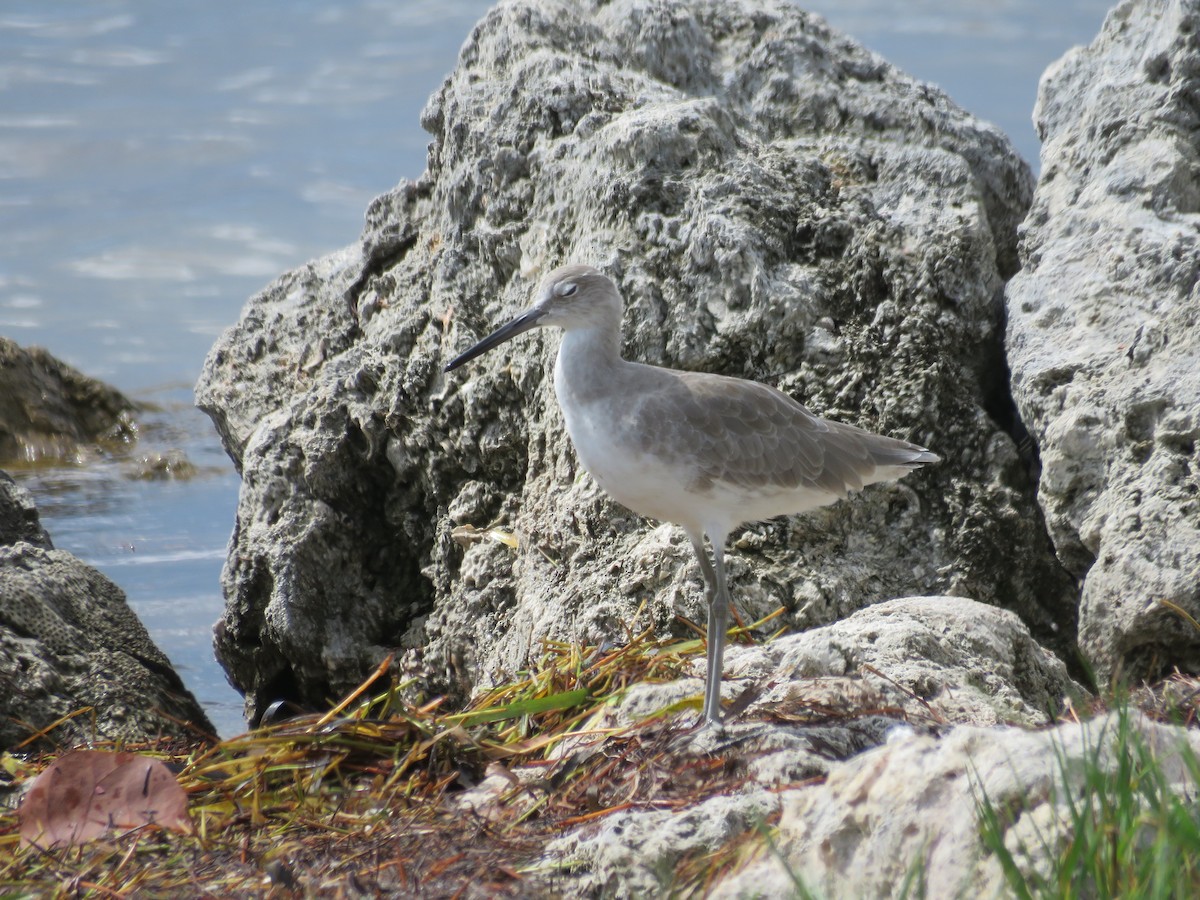 Willet - ML177114981