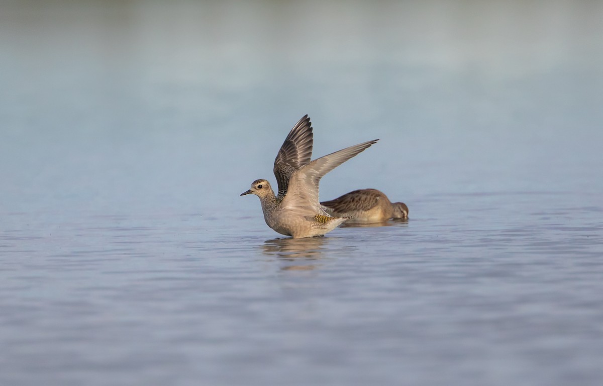 American Golden-Plover - Michelle Schreder