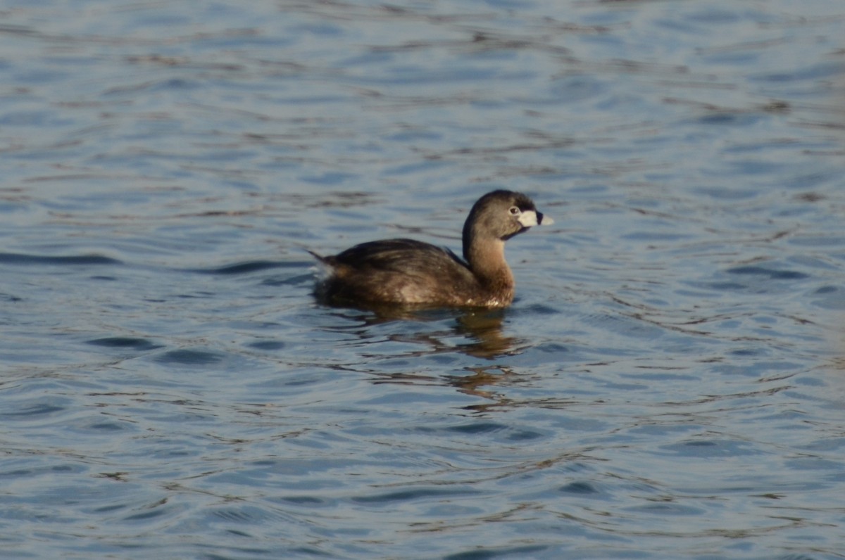 Pied-billed Grebe - ML177115731