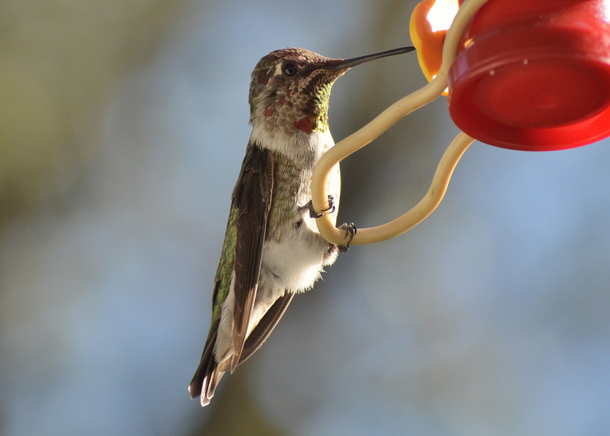 Colibrí de Anna - ML177115831