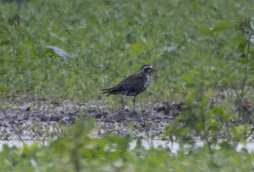 American Golden-Plover - Joel Strong
