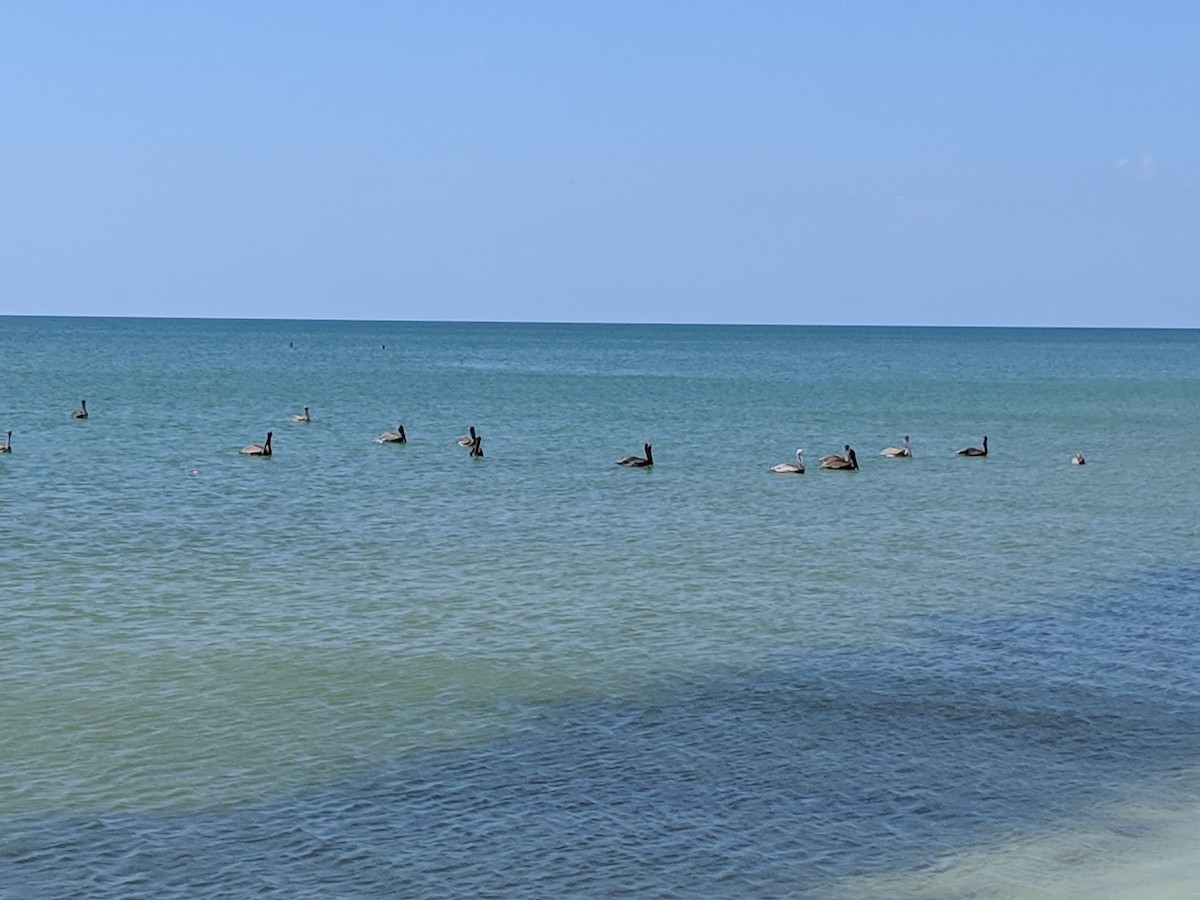 Brown Pelican - Robert Anderson