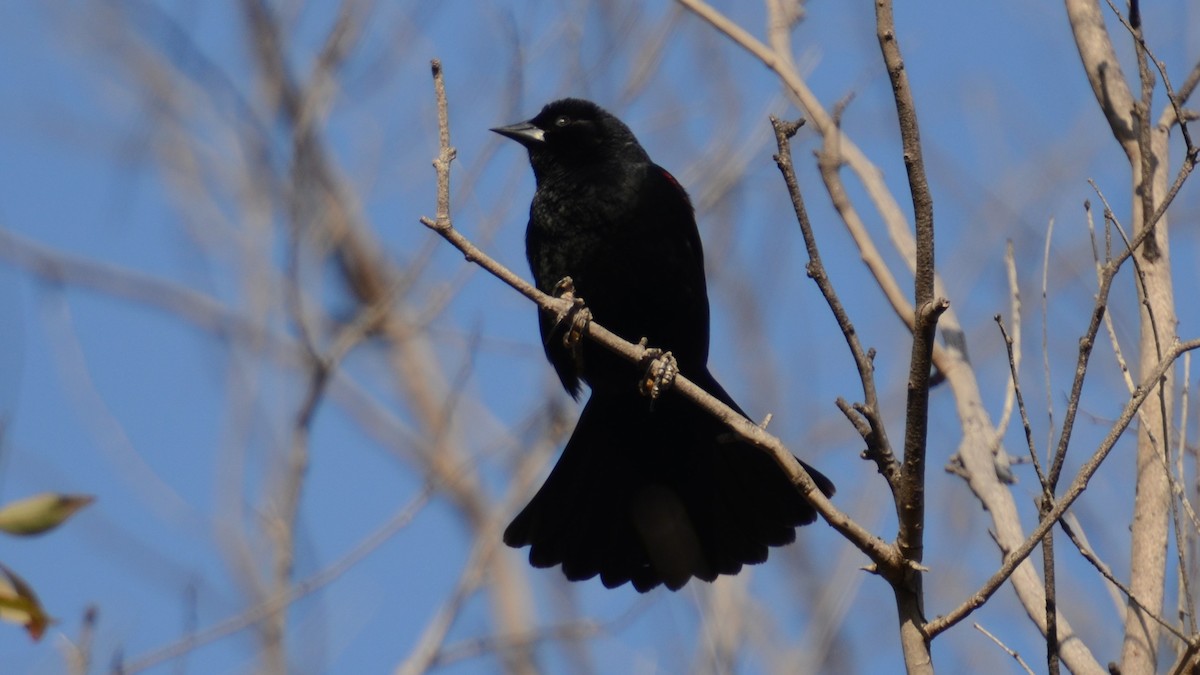 Red-winged Blackbird - ML177117611