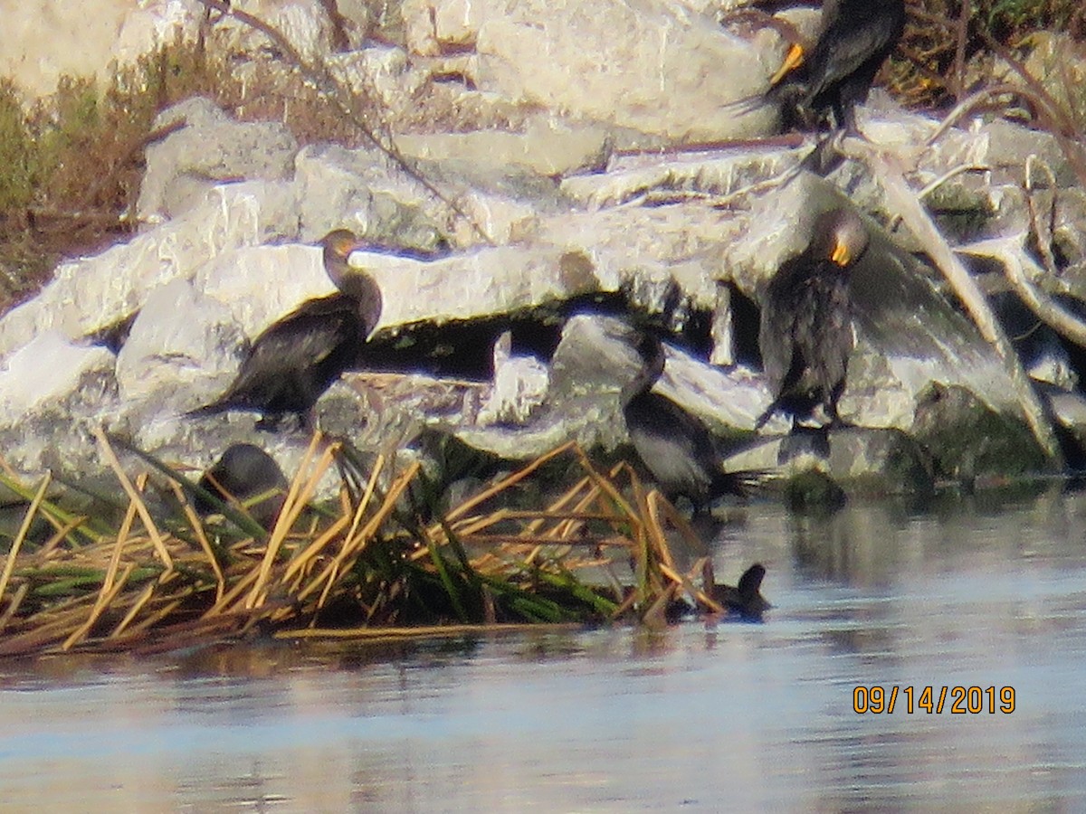 Pelagic Cormorant - Robert W. Reiling