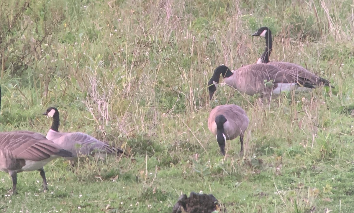 Cackling Goose (Richardson's) - ML177119181