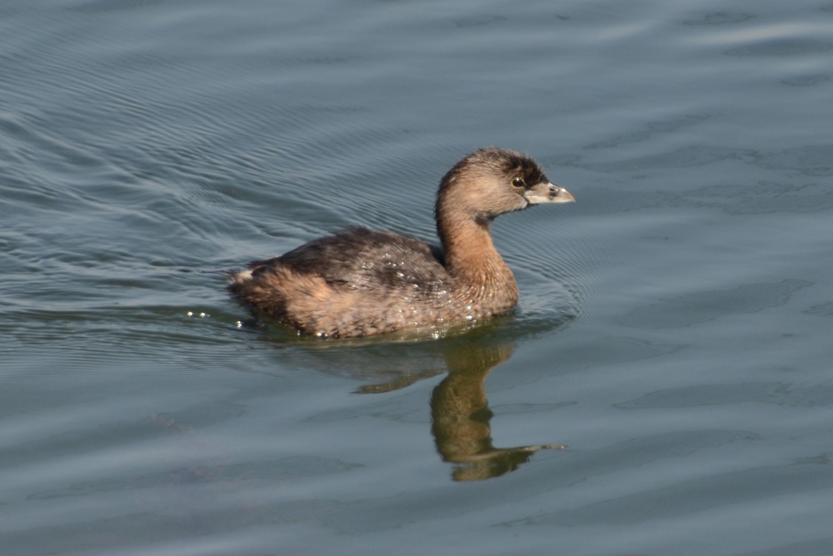 Pied-billed Grebe - Dirk Tomsa