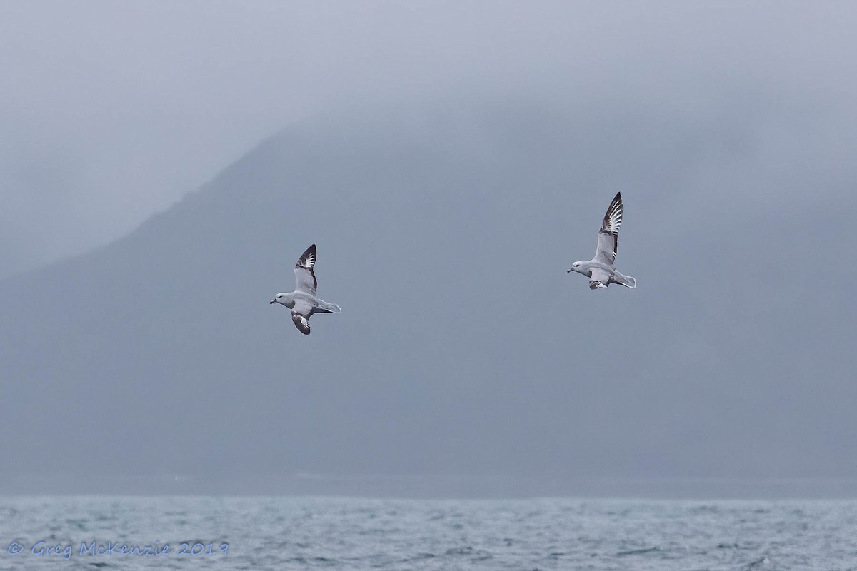 Southern Fulmar - ML177122151