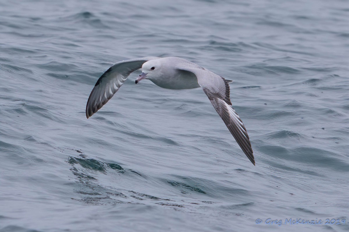 Southern Fulmar - ML177122161