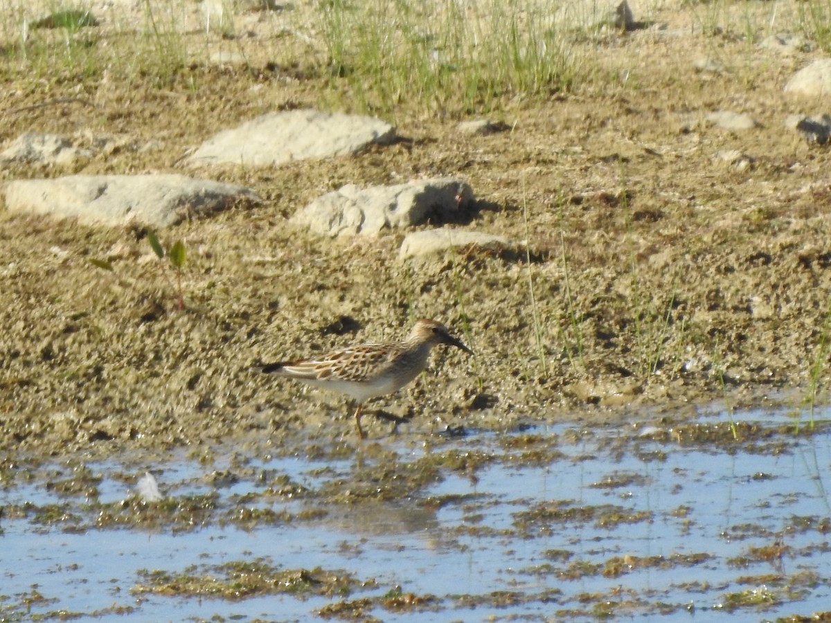 Pectoral Sandpiper - ML177122991